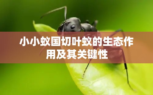 小小蚁国切叶蚁的生态作用及其关键性