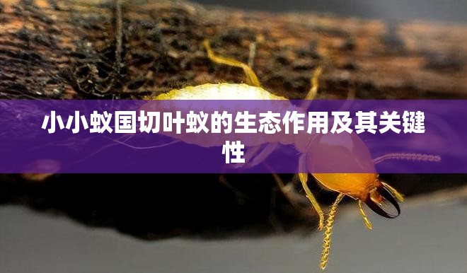 小小蚁国切叶蚁的生态作用及其关键性